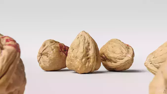 Walnut 3D model