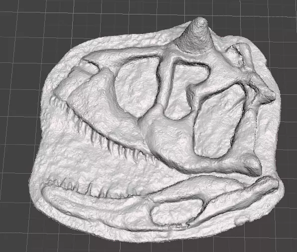 carnotaurus skull 3D print model_0