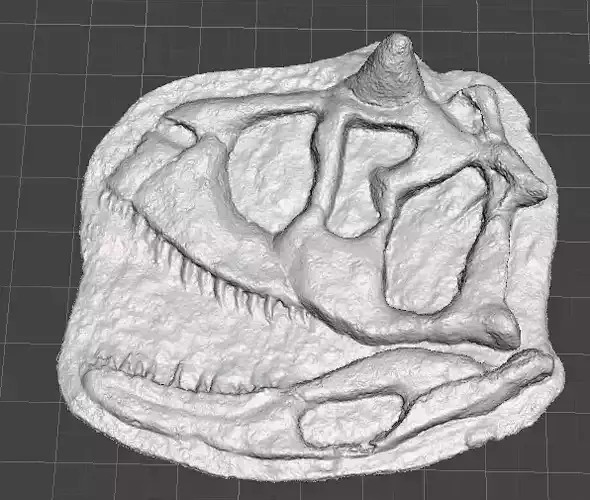 carnotaurus skull 3D print model