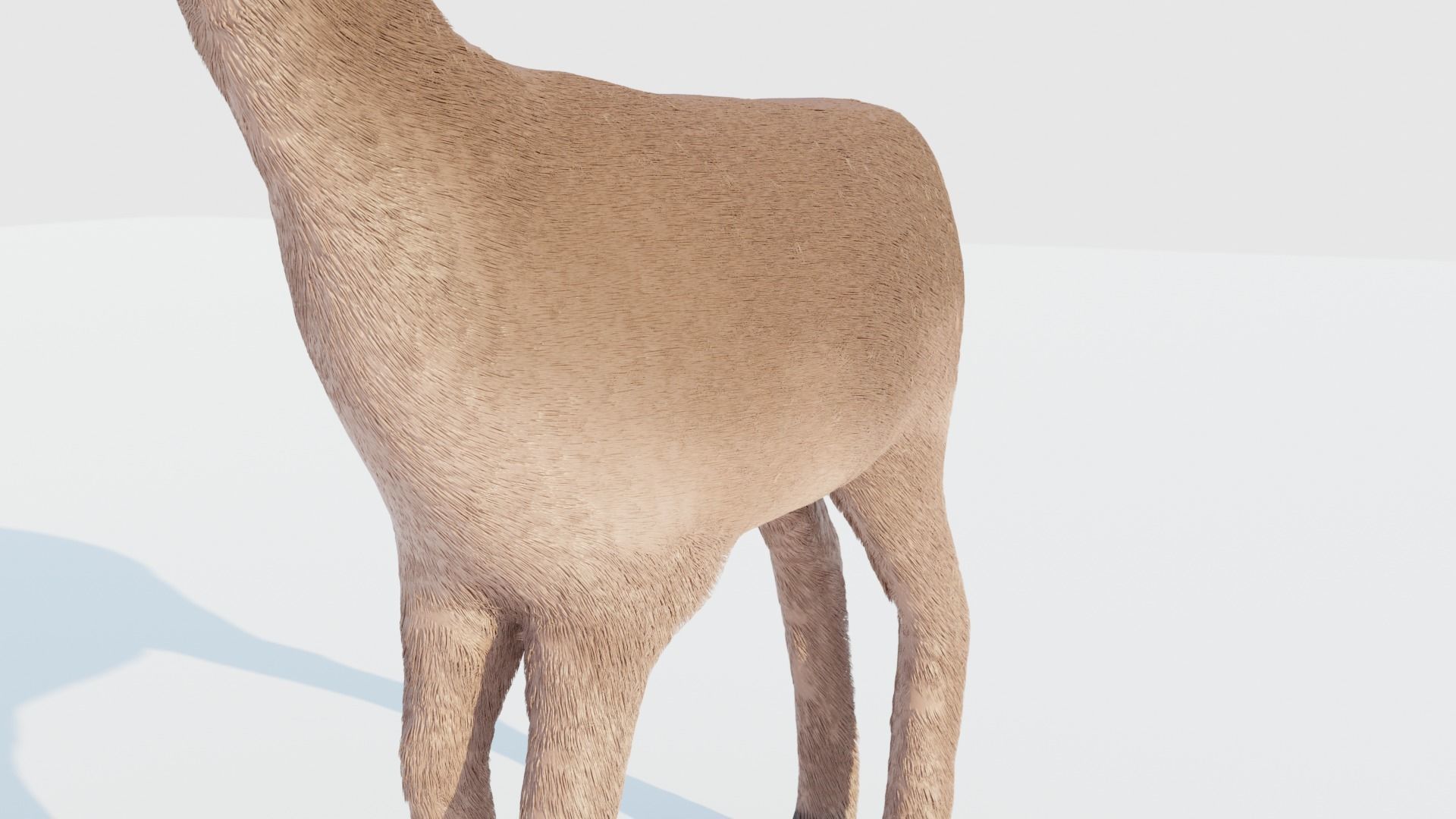 Realistic Deer with Fur Low-poly 3D model_8