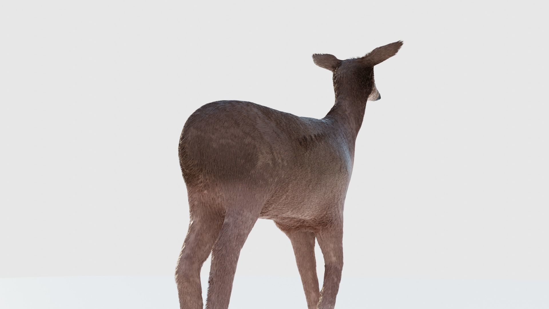 Realistic Deer with Fur Low-poly 3D model_9