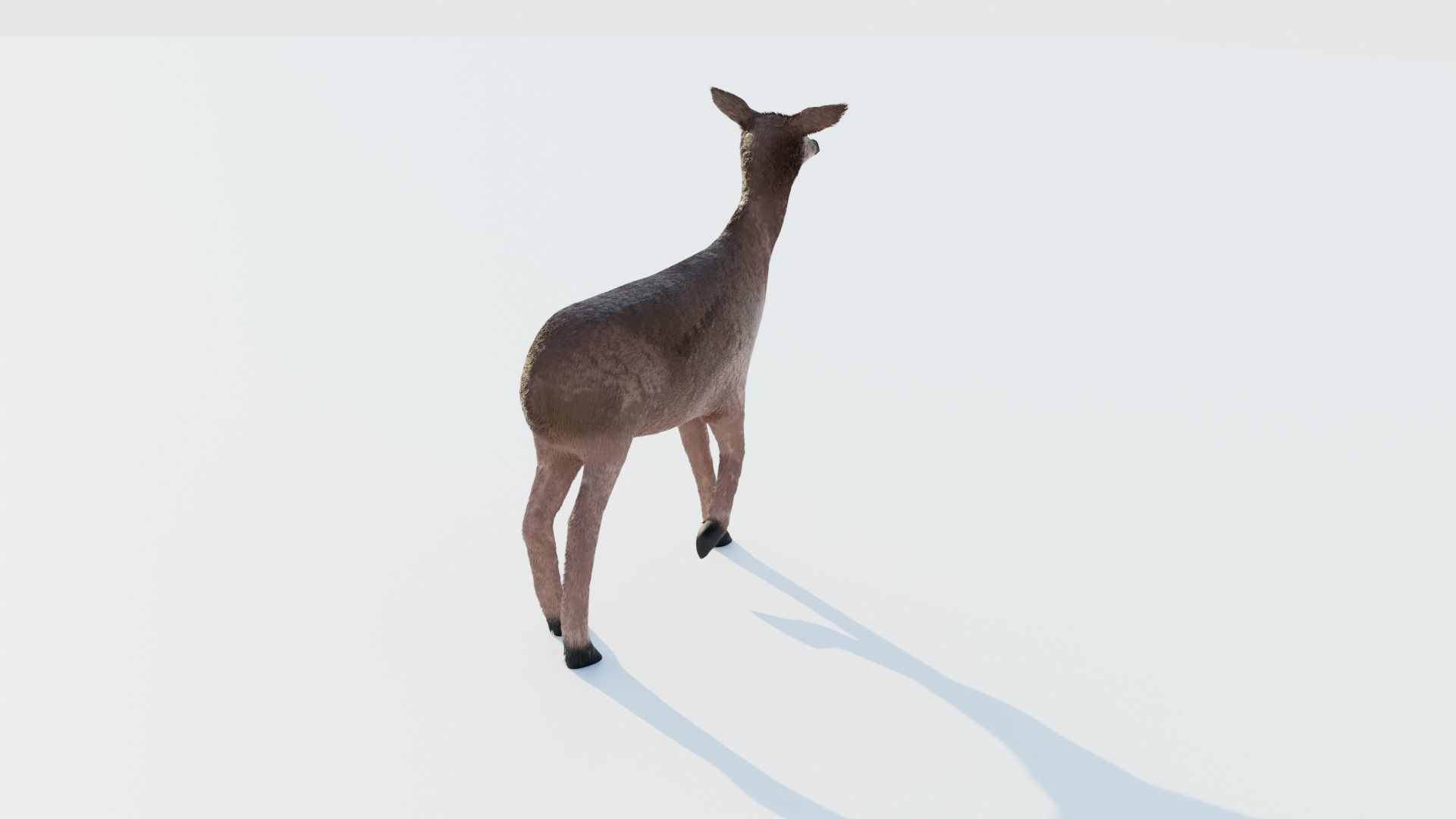 Realistic Deer with Fur Low-poly 3D model_5