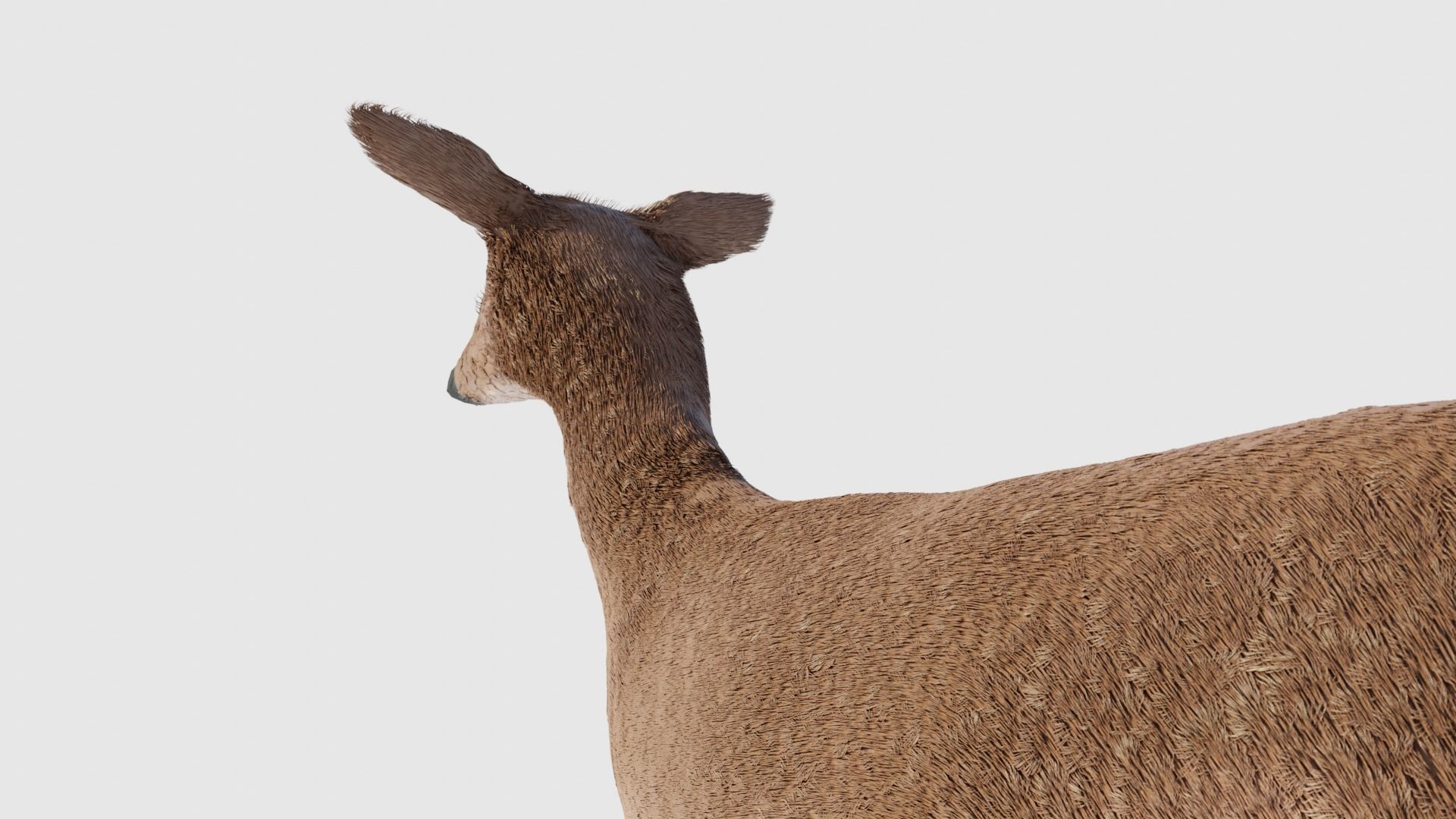 Realistic Deer with Fur Low-poly 3D model_3