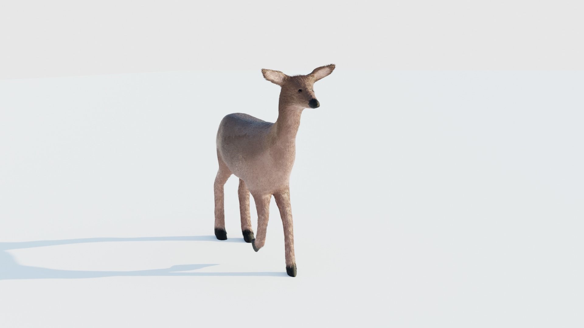 Realistic Deer with Fur Low-poly 3D model_4