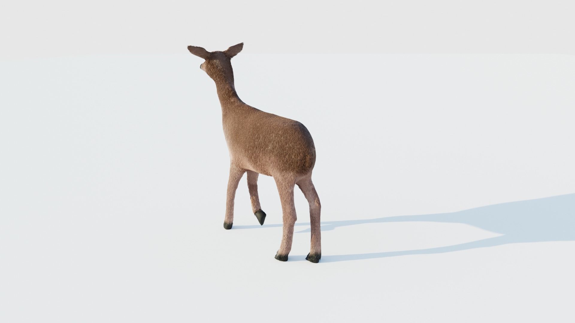 Realistic Deer with Fur Low-poly 3D model_6