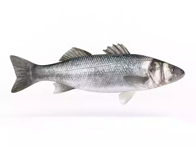Seebass Fish 3D model