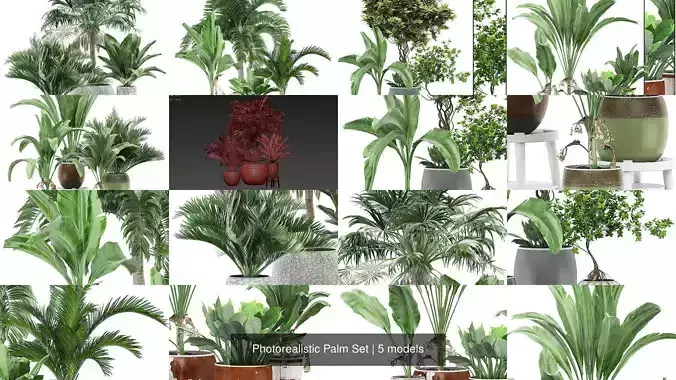 Photorealistic Palm Set 3D Model Collection