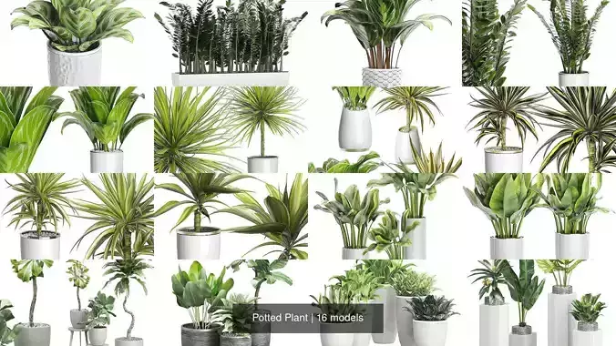 Potted Plant 3D Model Collection