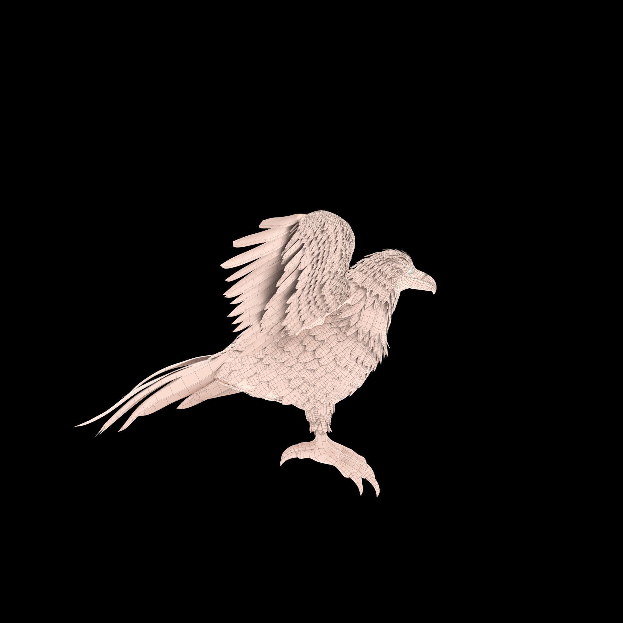 Eagle RIG 3D model_5