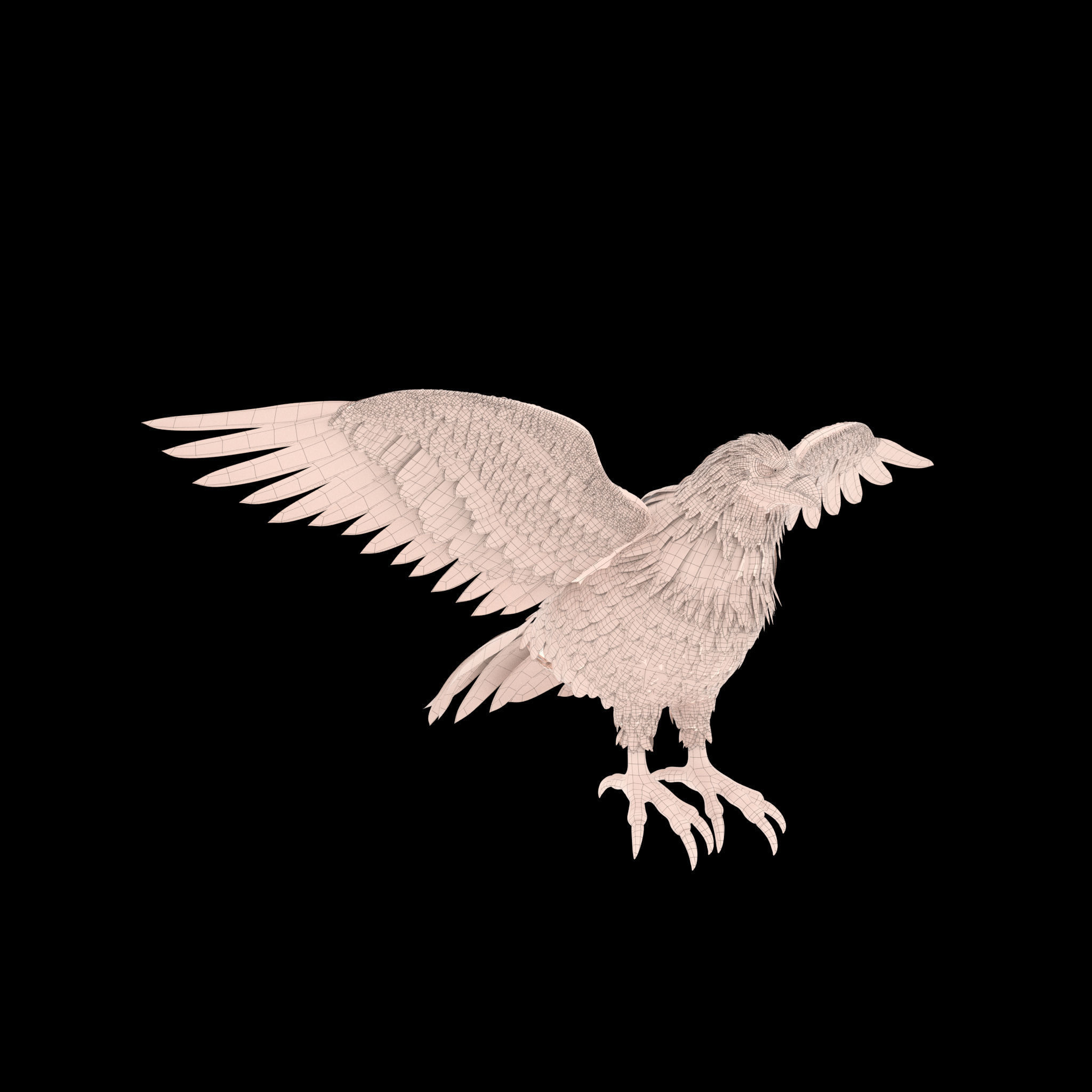 Eagle RIG 3D model_6