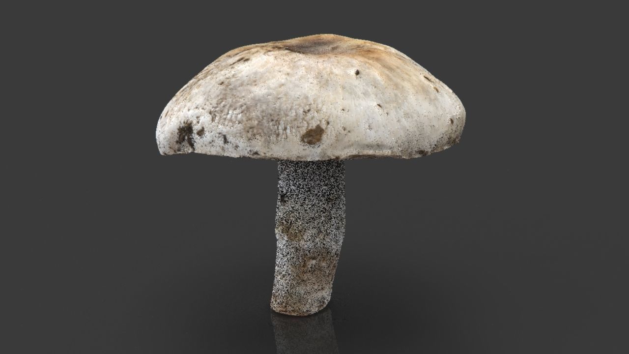 MUSHROOM 4 ball Low-poly 3D model_16