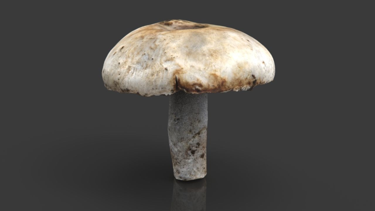 MUSHROOM 4 ball Low-poly 3D model_14