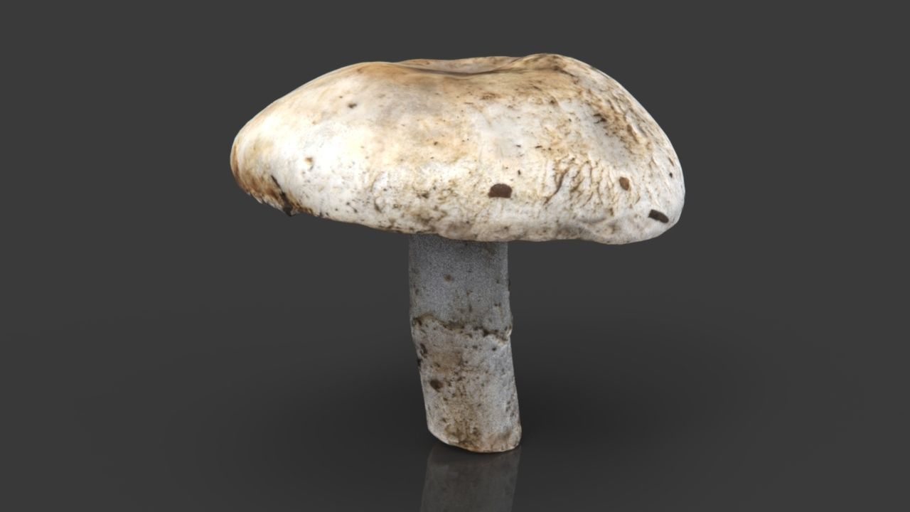 MUSHROOM 4 ball Low-poly 3D model_18