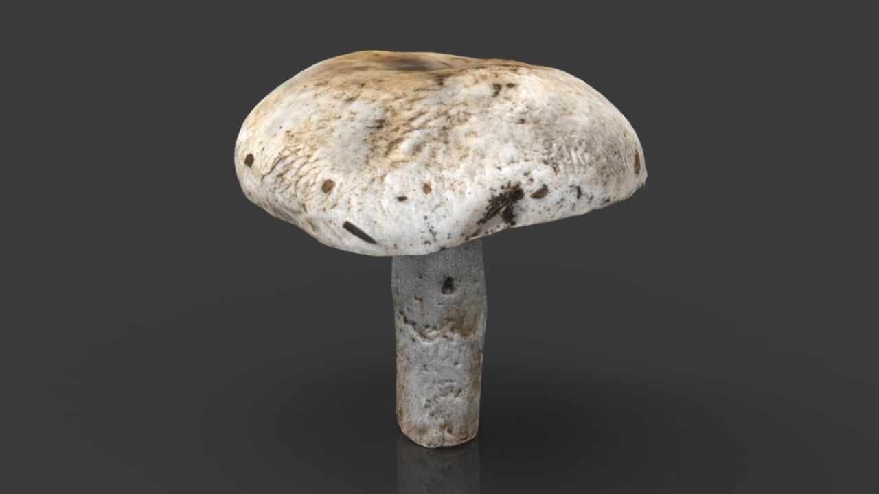 MUSHROOM 4 ball Low-poly 3D model_15