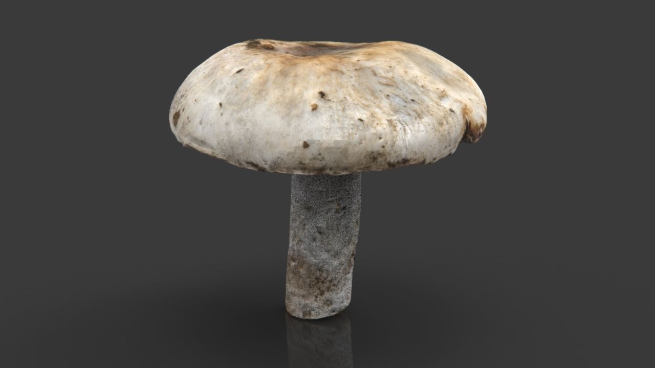 MUSHROOM 4 ball Low-poly 3D model_17