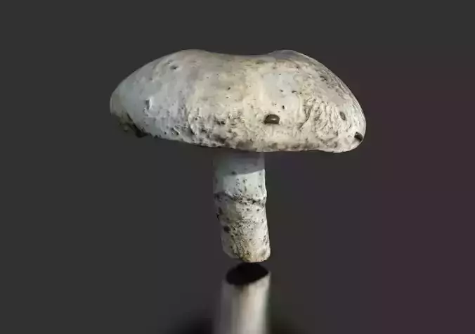 MUSHROOM 4 ball