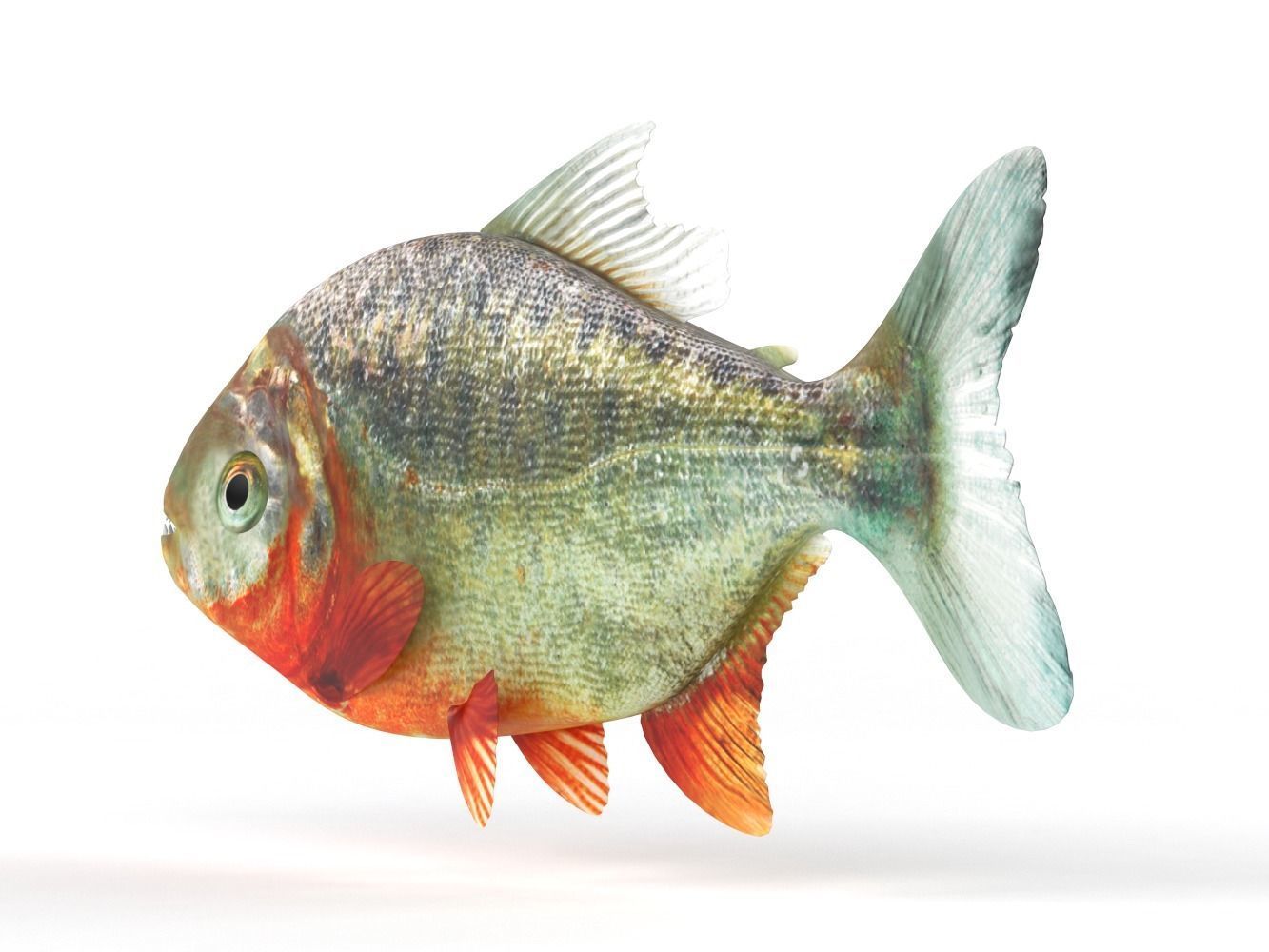 Piranha fish 3D model_4