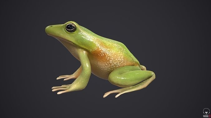 Tree Frog Low-poly 3D model