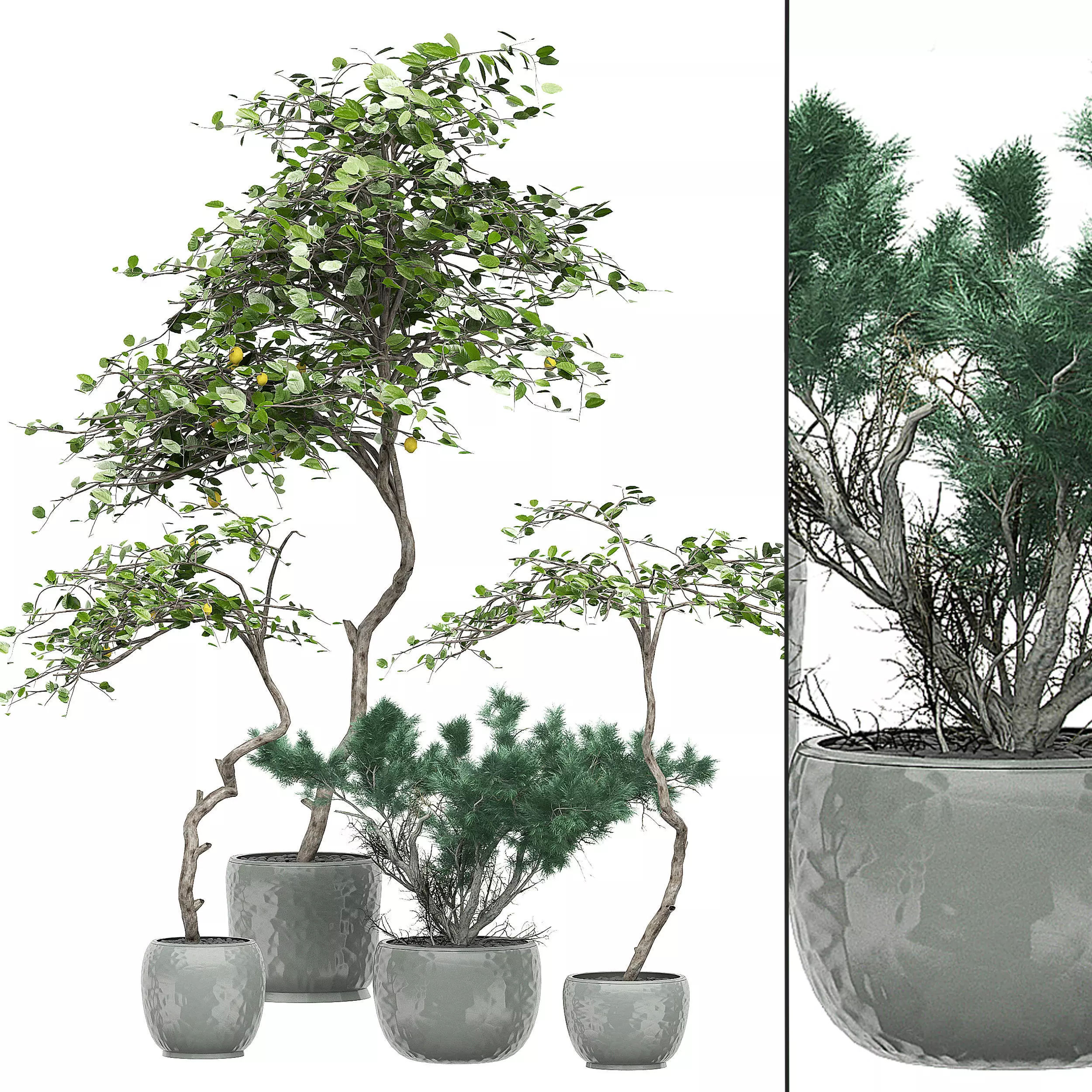 Flower Pack 135 3D model