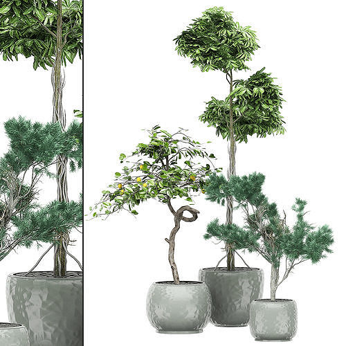 Flower Pack 137 3D model