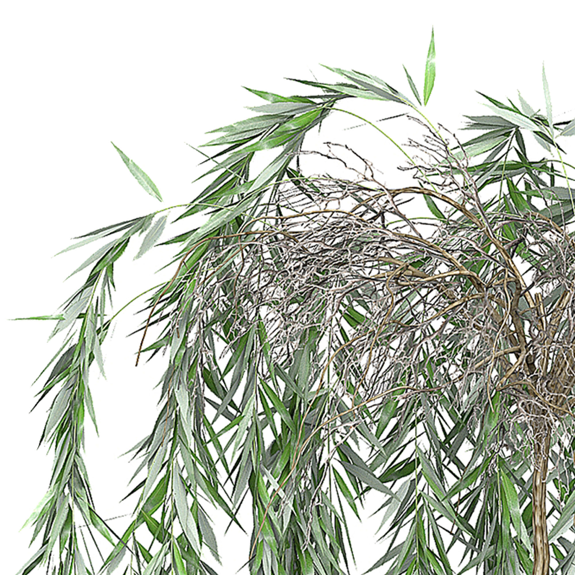 Flower Pack 142 3D model_3