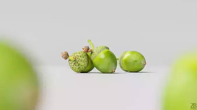 Acorn 3D model