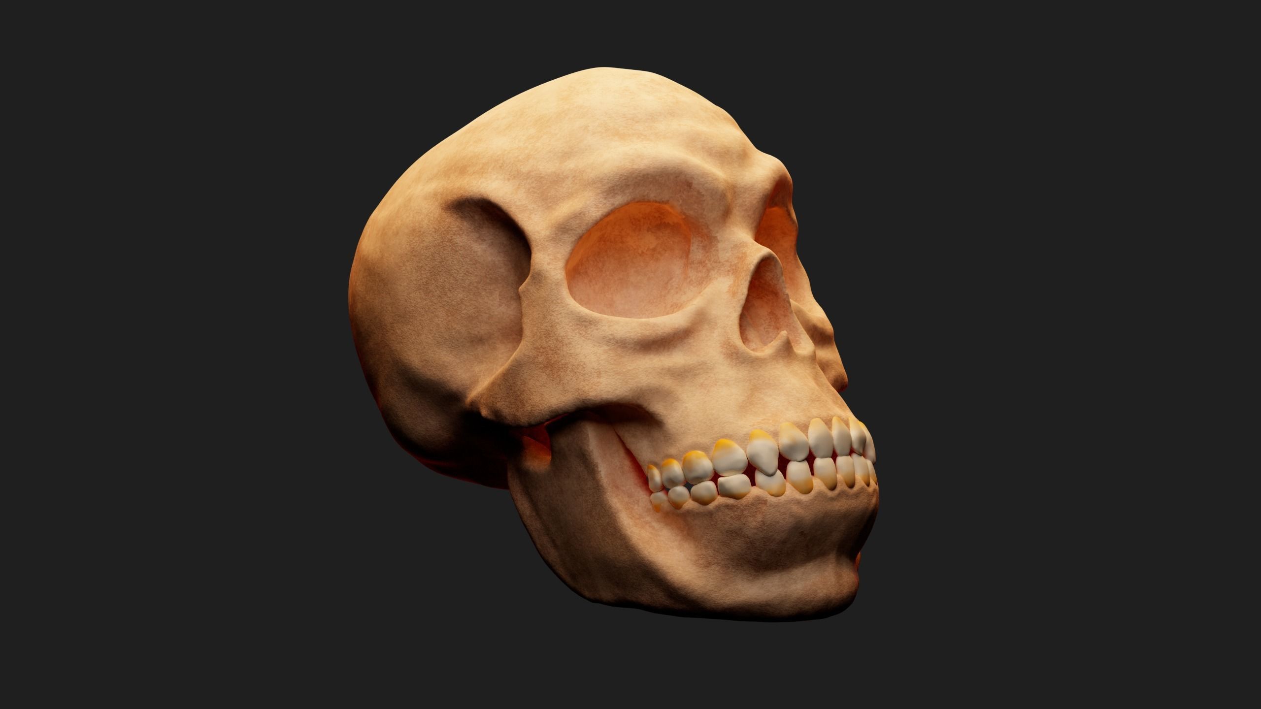 Male skull Low-poly 3D model_1