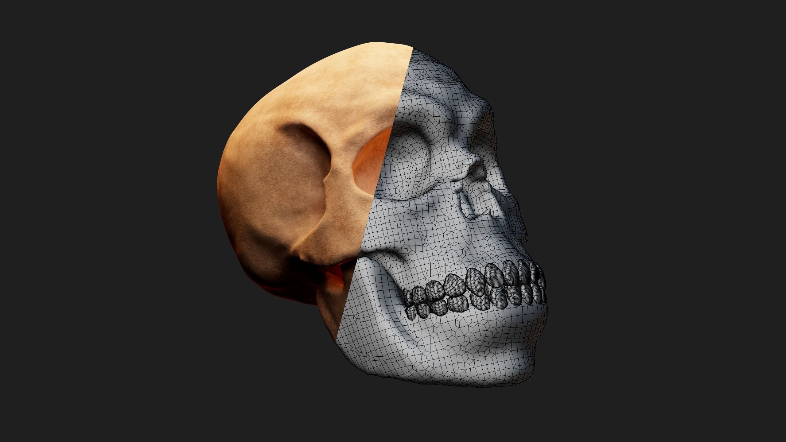 Male skull Low-poly 3D model_2