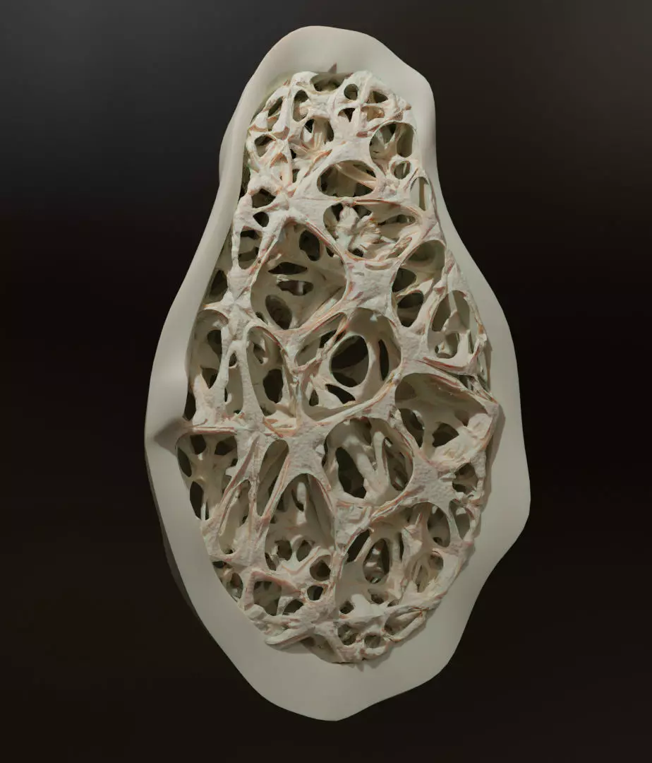 bone structure 3D model_0