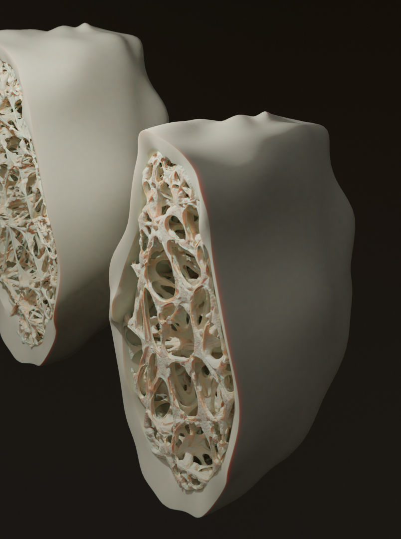 bone structure 3D model_2