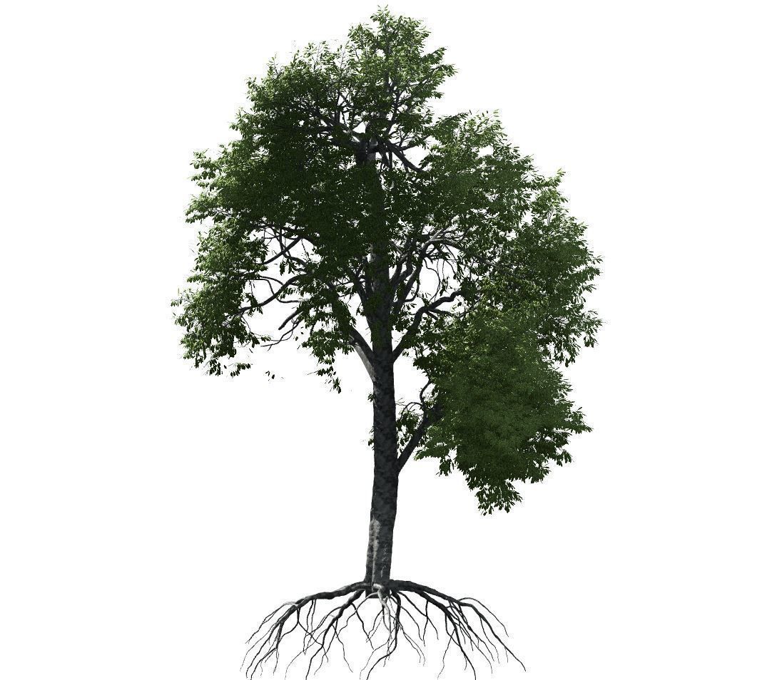 Broadleaf Tree 003 3D model_4