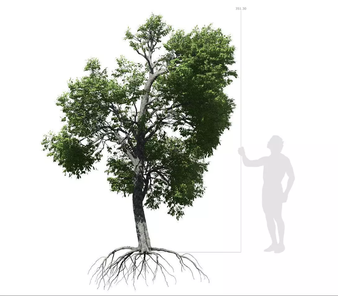 Broadleaf Tree 003 3D model_0