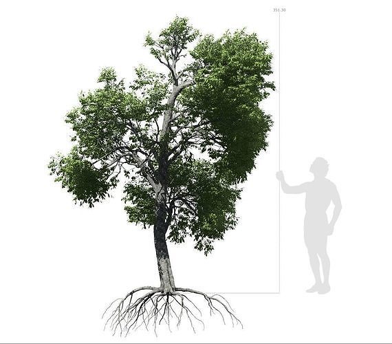 Broadleaf Tree 003 3D model