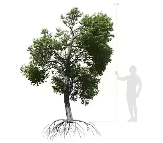 Broadleaf Tree 003 3D model