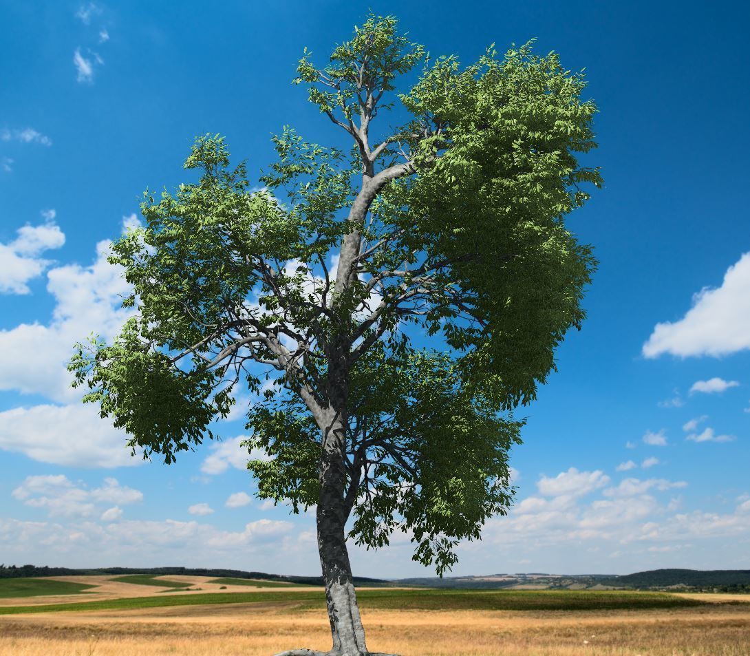 Broadleaf Tree 003 3D model_1