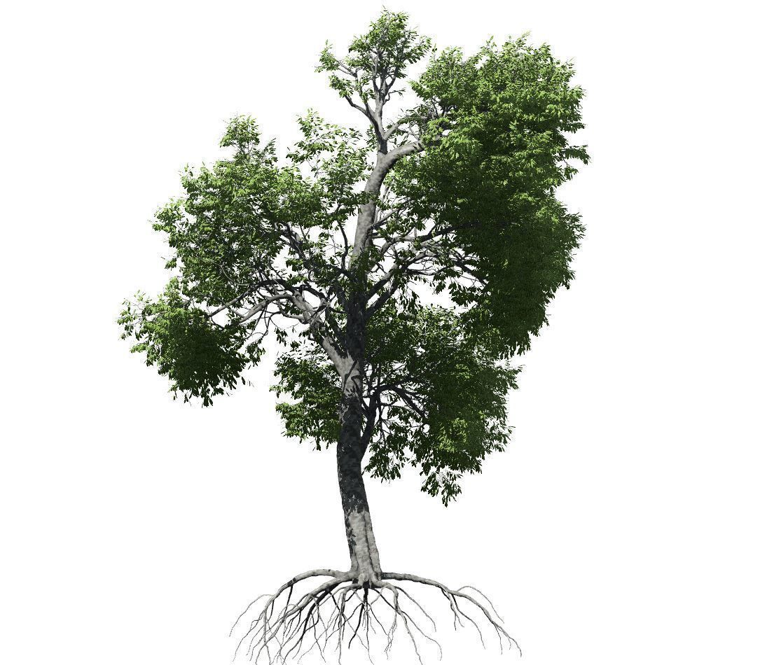 Broadleaf Tree 003 3D model_3