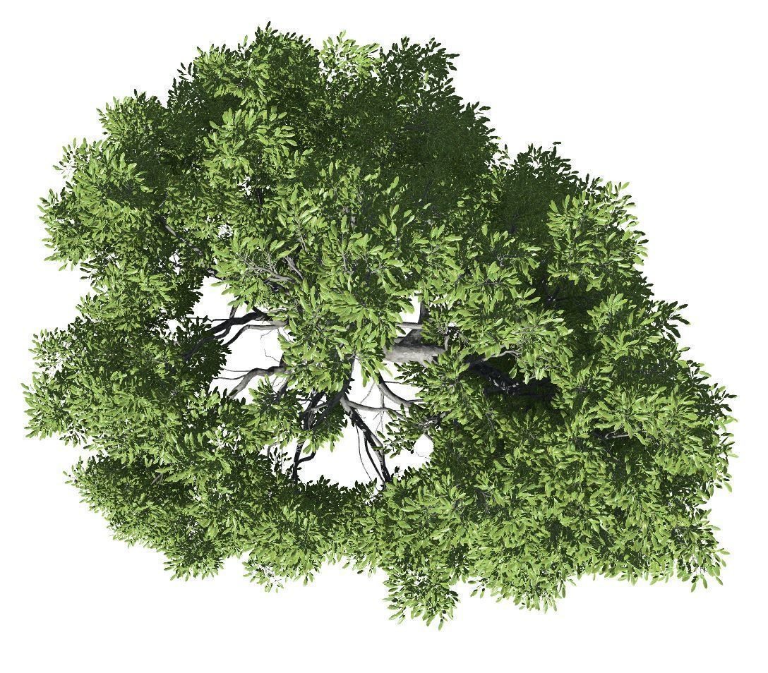 Broadleaf Tree 003 3D model_5