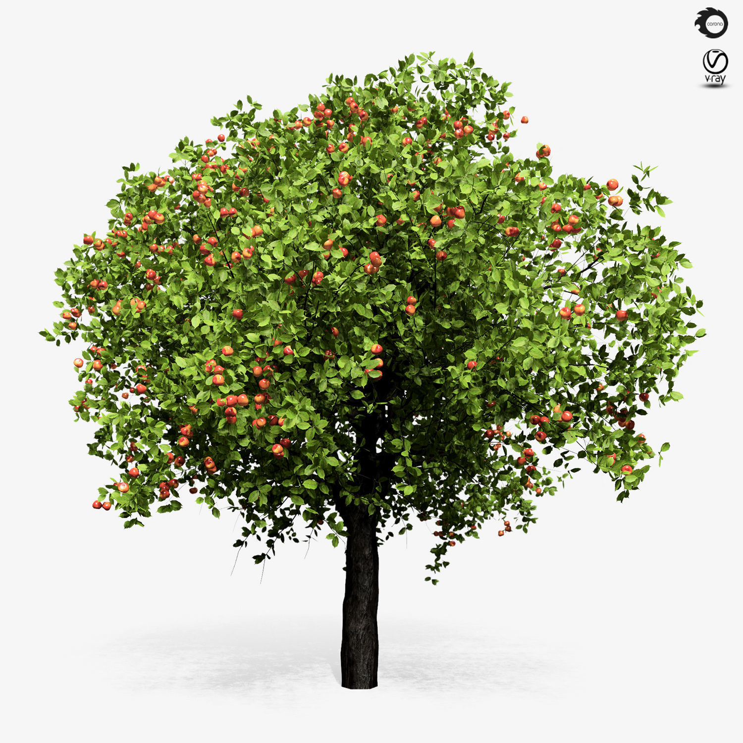 Apple tree 6s 3D model_2
