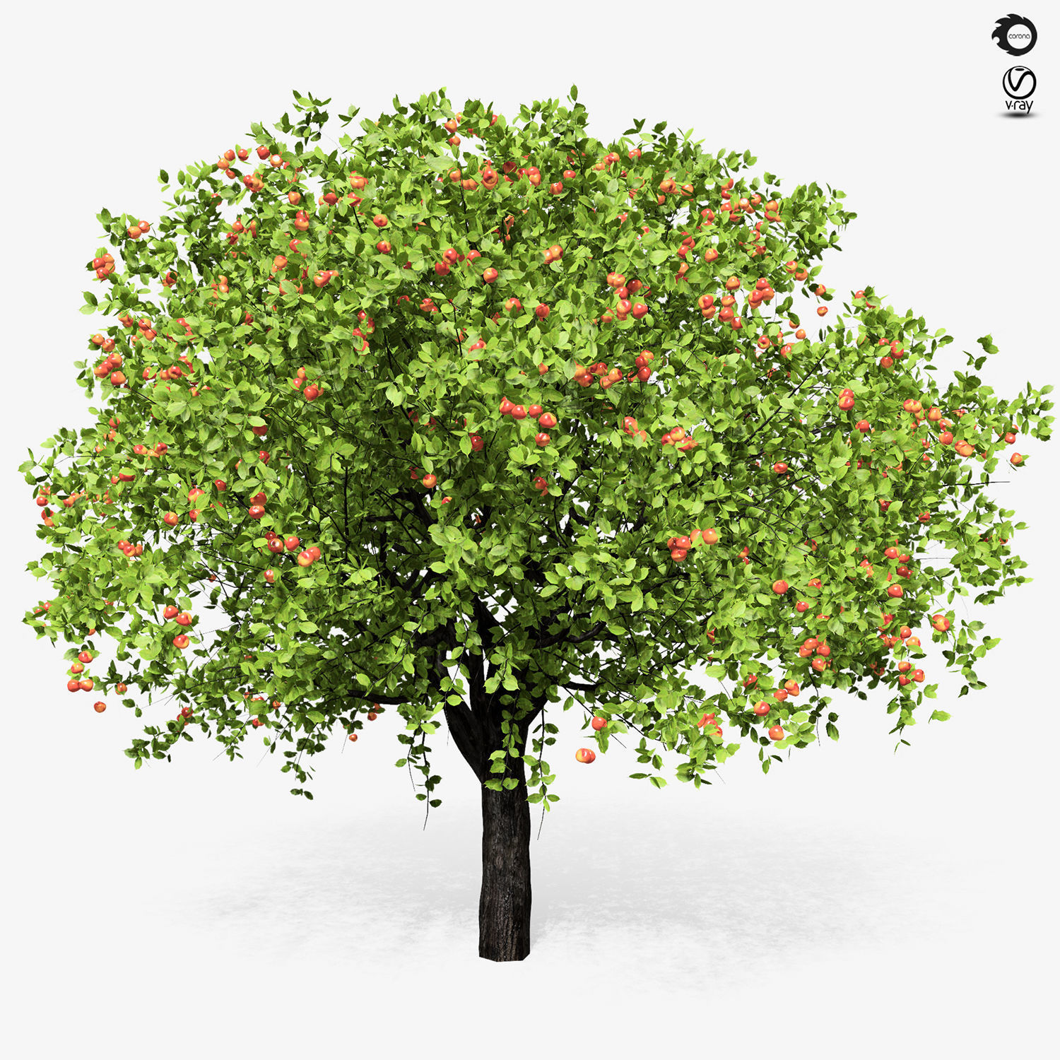 Apple tree 6s 3D model_3