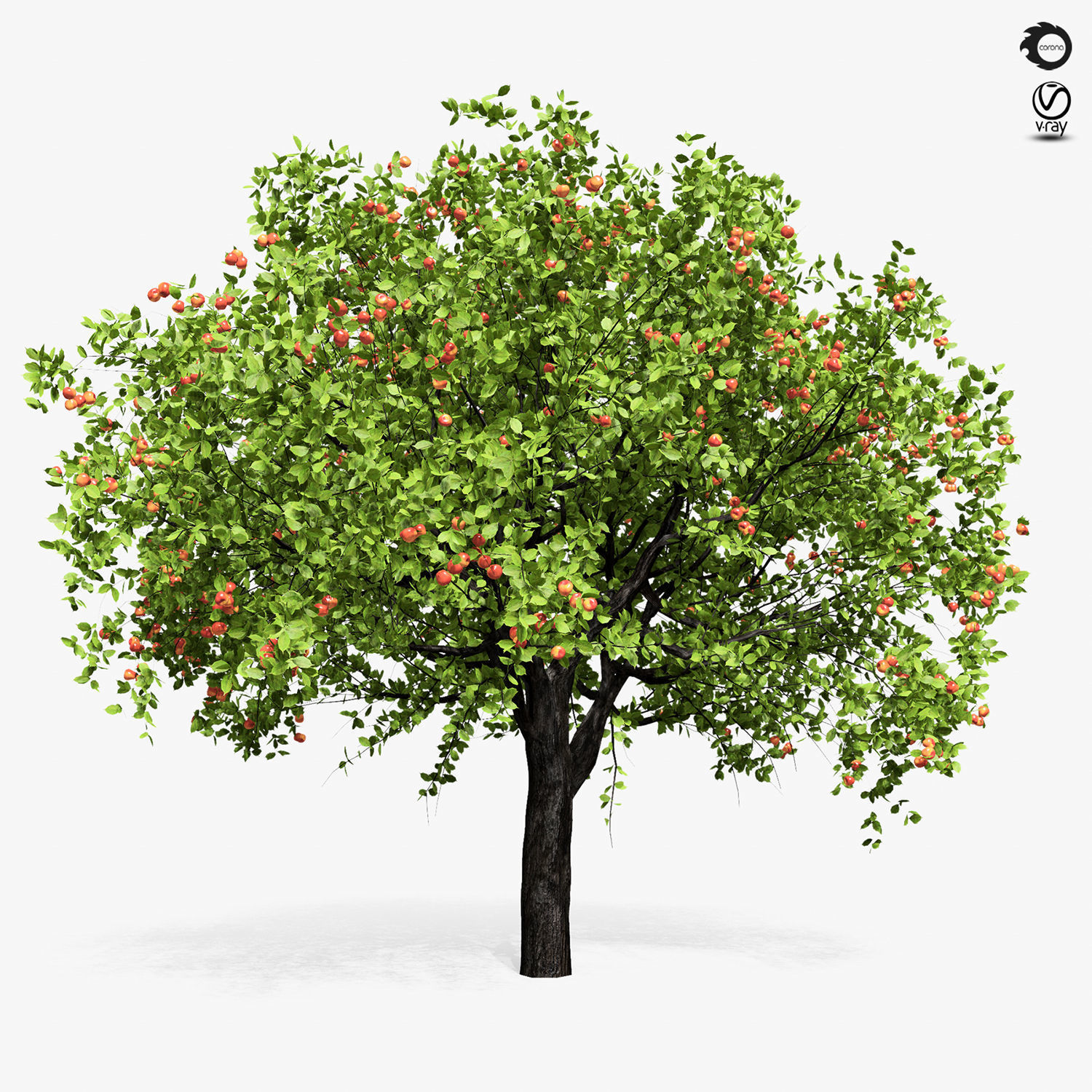 Apple tree 6s 3D model_1