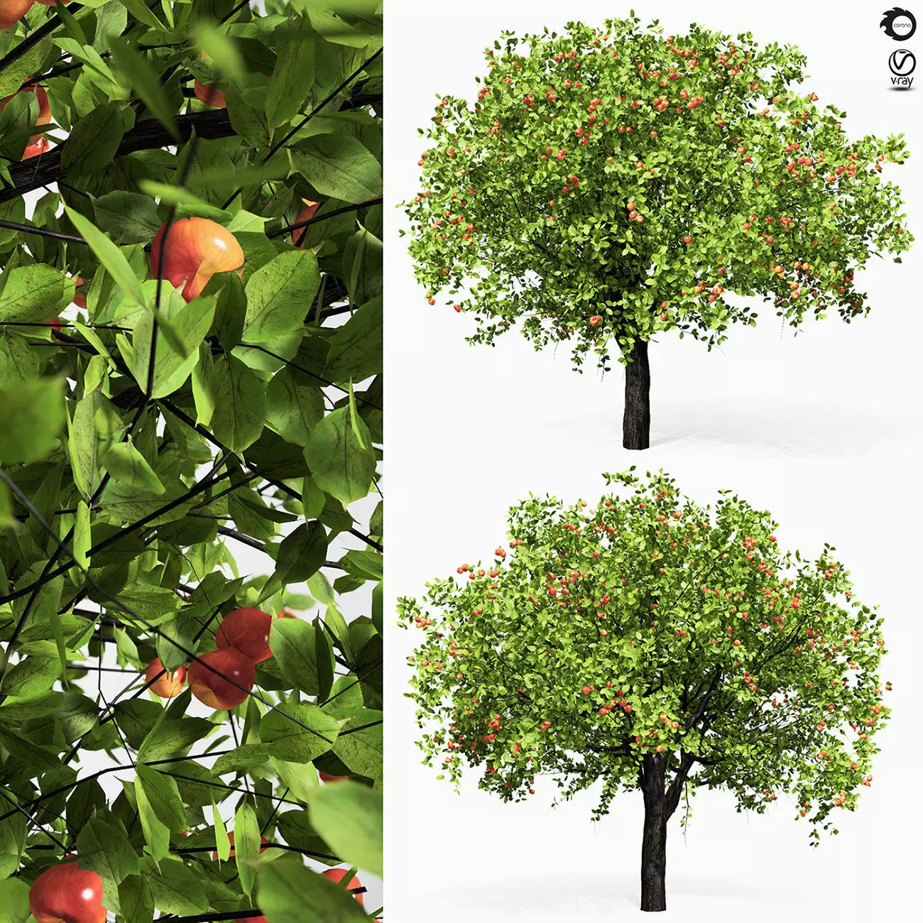 Apple tree 6s 3D model_0