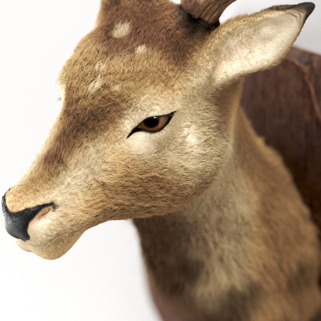 Deer head 3d model Low-poly 3D model_2
