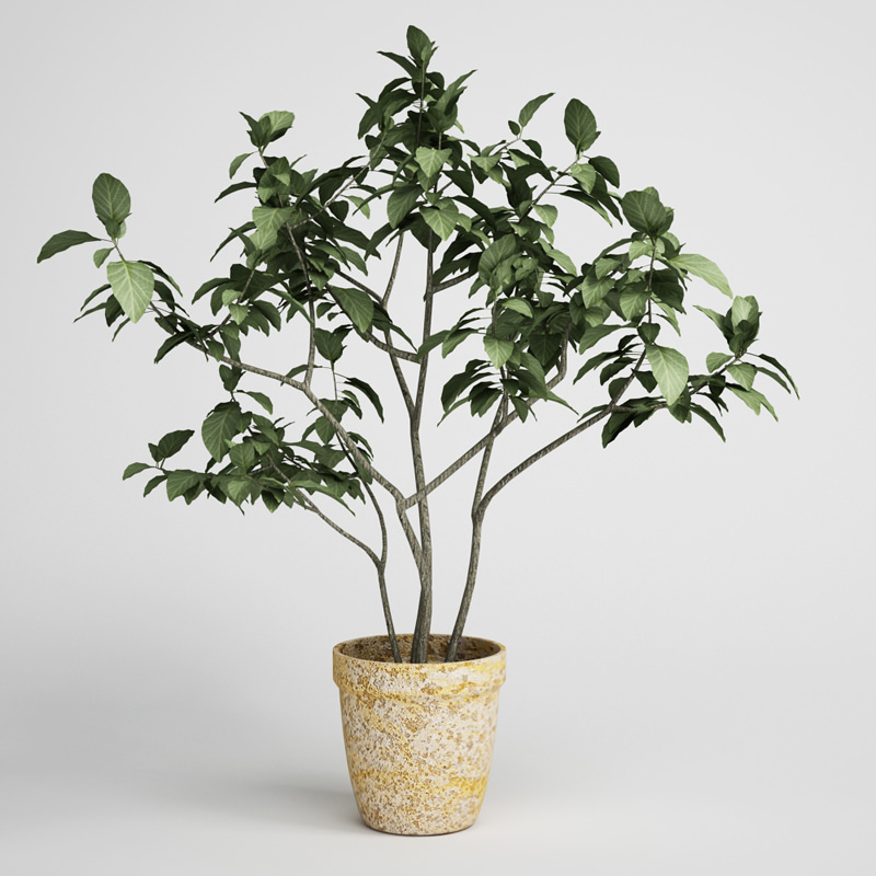 CGAXIS plants collection volume 1 3D model_11