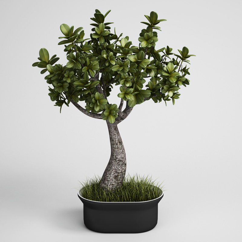 CGAXIS plants collection volume 1 3D model_14