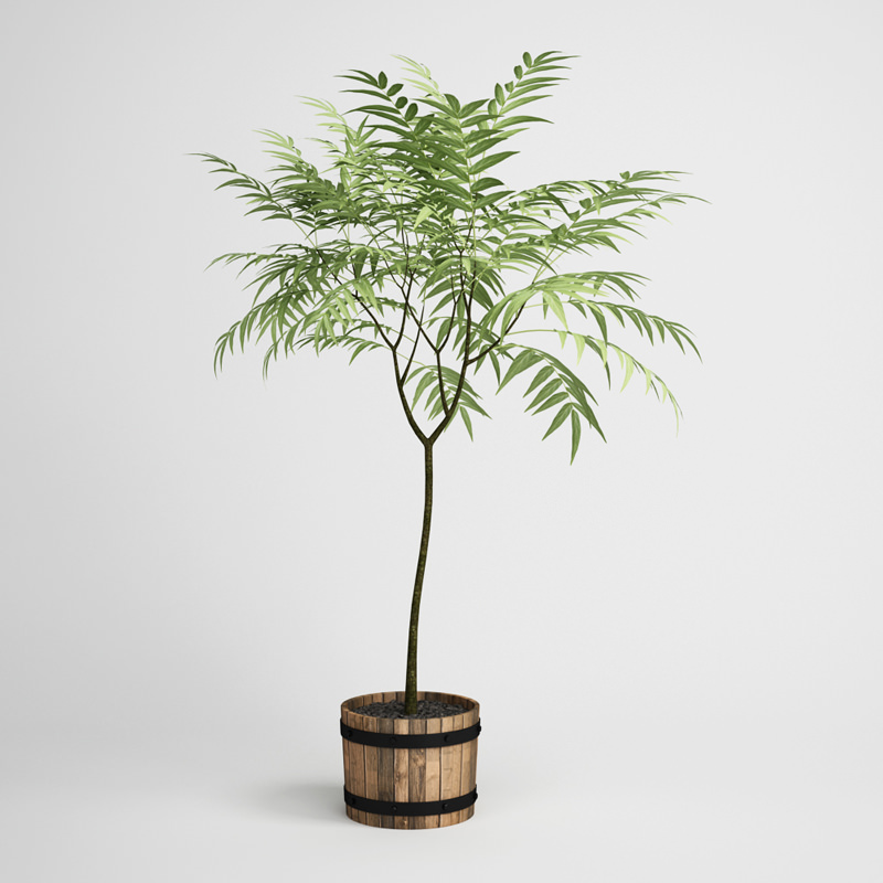 CGAXIS plants collection volume 1 3D model_19