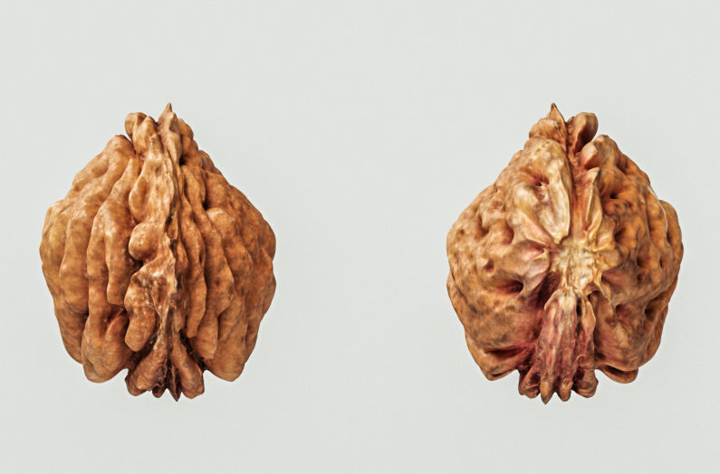 Peach Pit 3D model_7