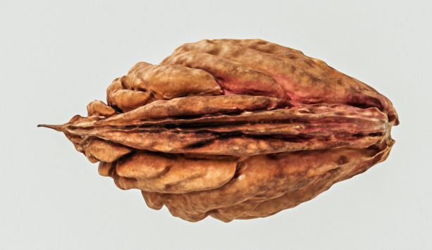 Peach Pit 3D model_5