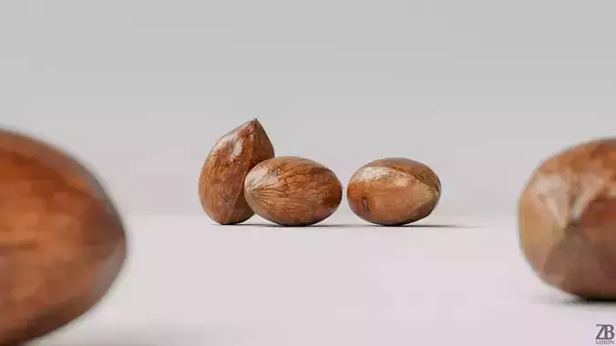 Pecan 3D model