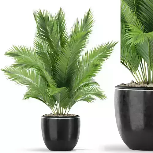 Plants collection 402