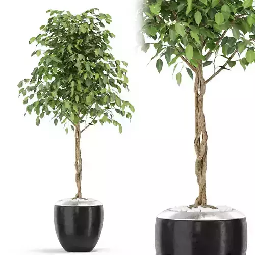 Plants collection 404